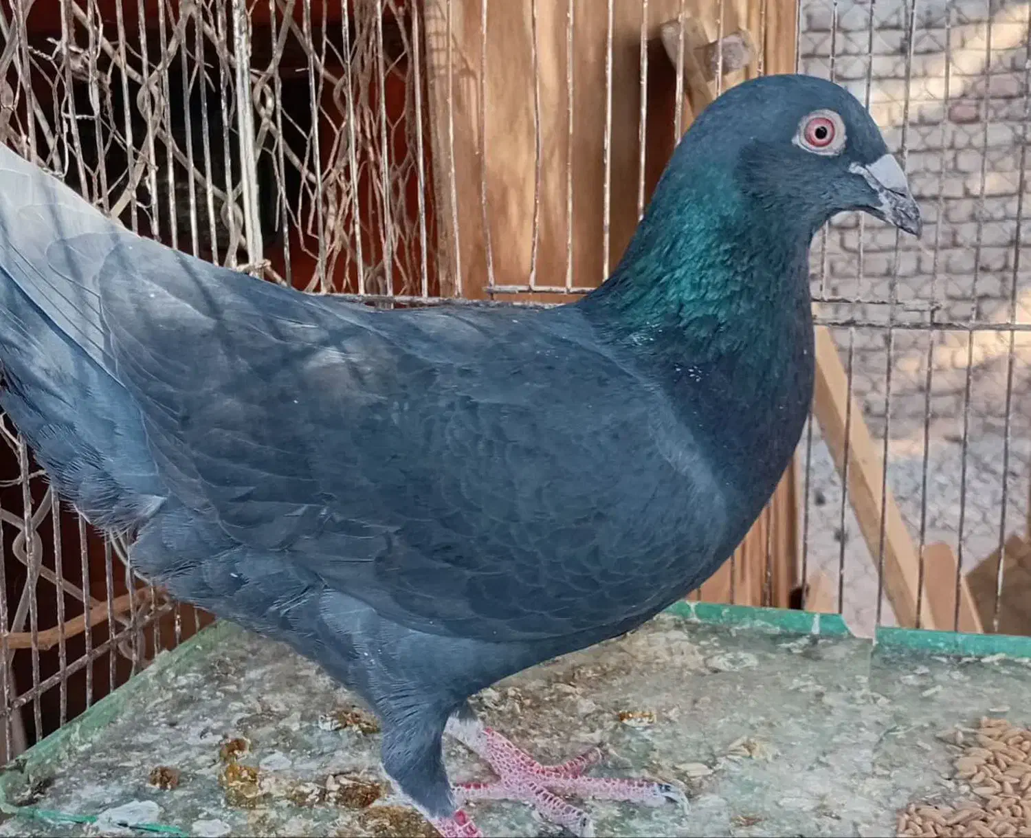 کبوتر پلاکی سیاه|پرنده|ساوه, |دیوار