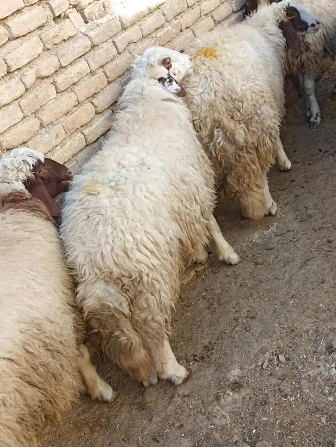 گوسفند|حیوانات مزرعه|کرمانشاه, |دیوار