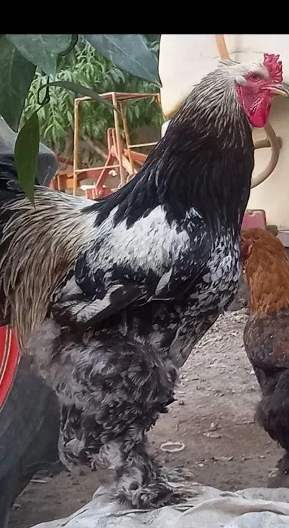 مرغ وخروس برهما و جوجه برهما|حیوانات مزرعه|آزادشهر, |دیوار