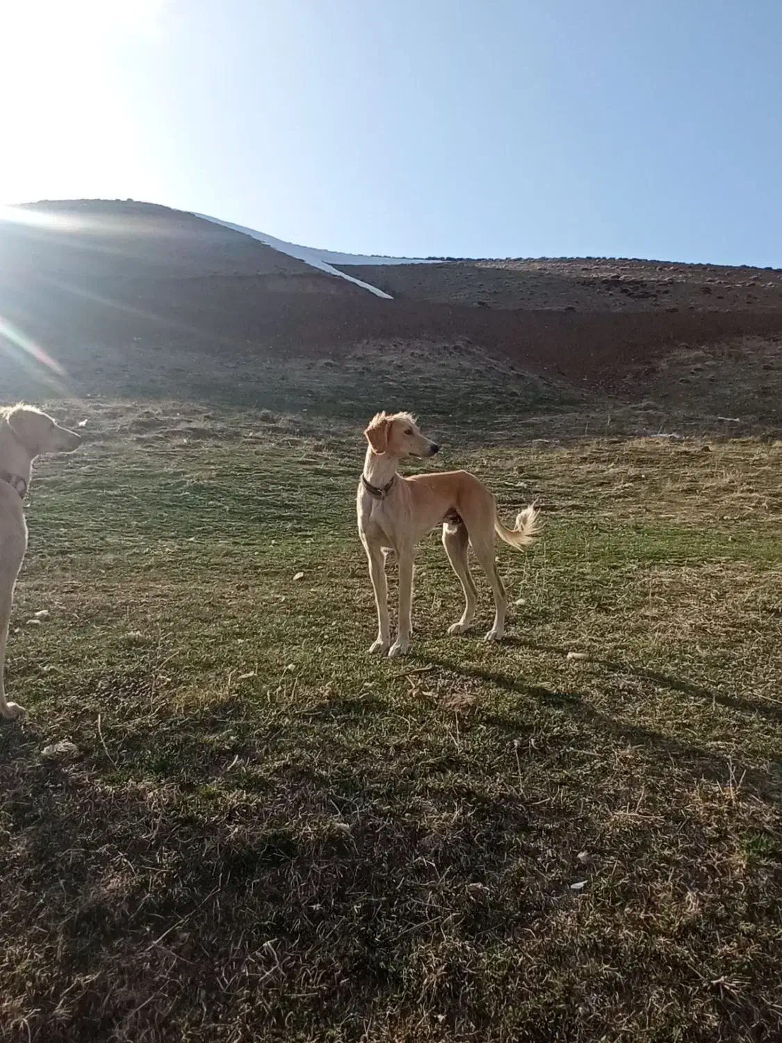 تازی|سگ|سنندج, |دیوار