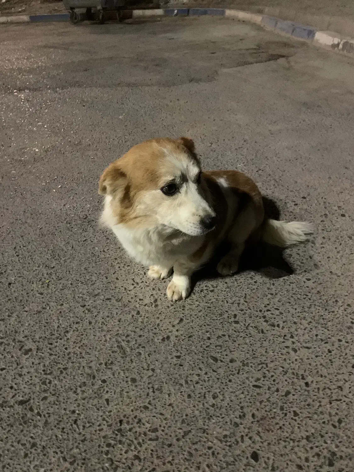 سگ پاکوتاه|سگ|شهریار, شهریار|دیوار