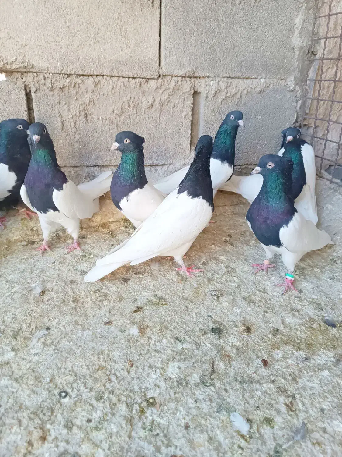 کله سیاه|پرنده|شیراز, ریاستی|دیوار