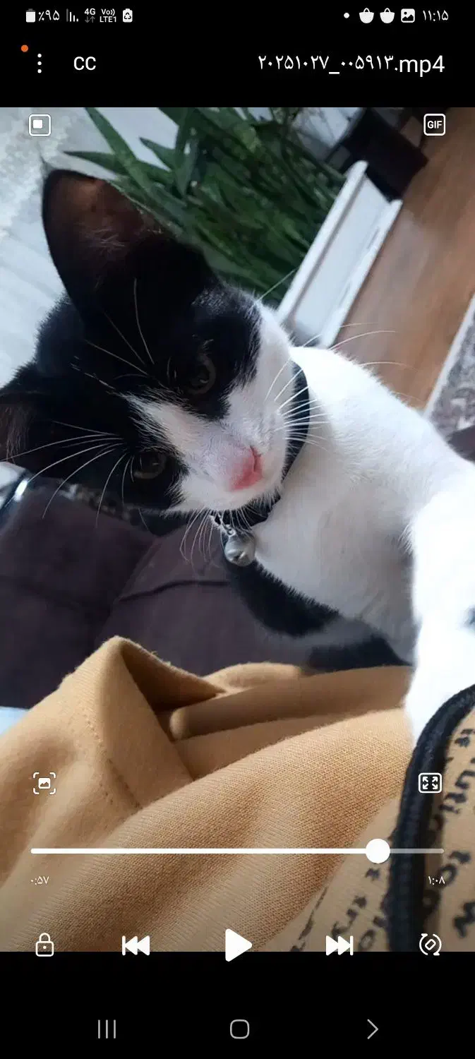 بچه گربه|گربه|کردکوی, |دیوار