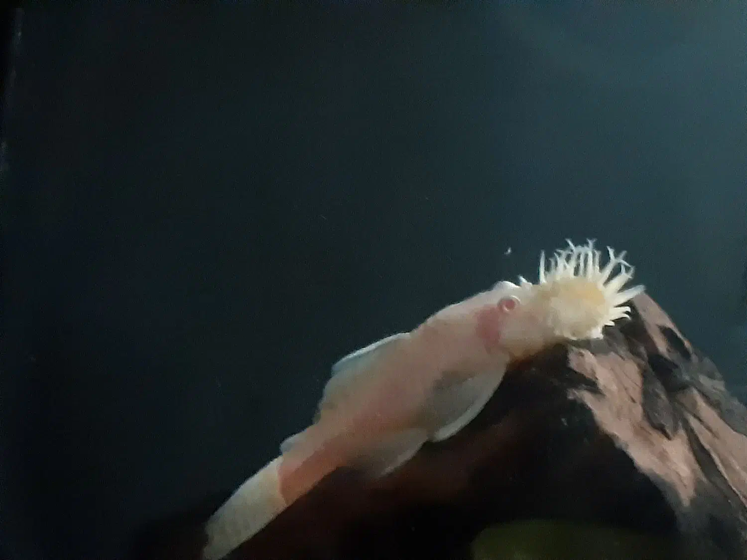 لجنخوار پزه بوته ای|ماهی|تهران, ورزشگاه آزادی|دیوار