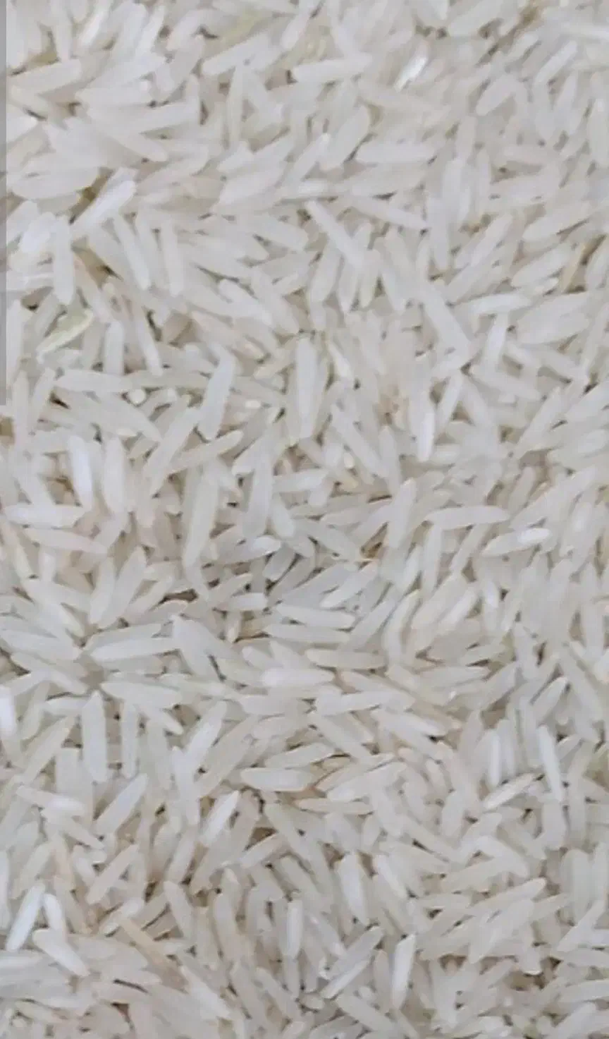 برنج ایرانی درجه یک|خوردنی و آشامیدنی|پاکدشت, شهرک امام رضا|دیوار