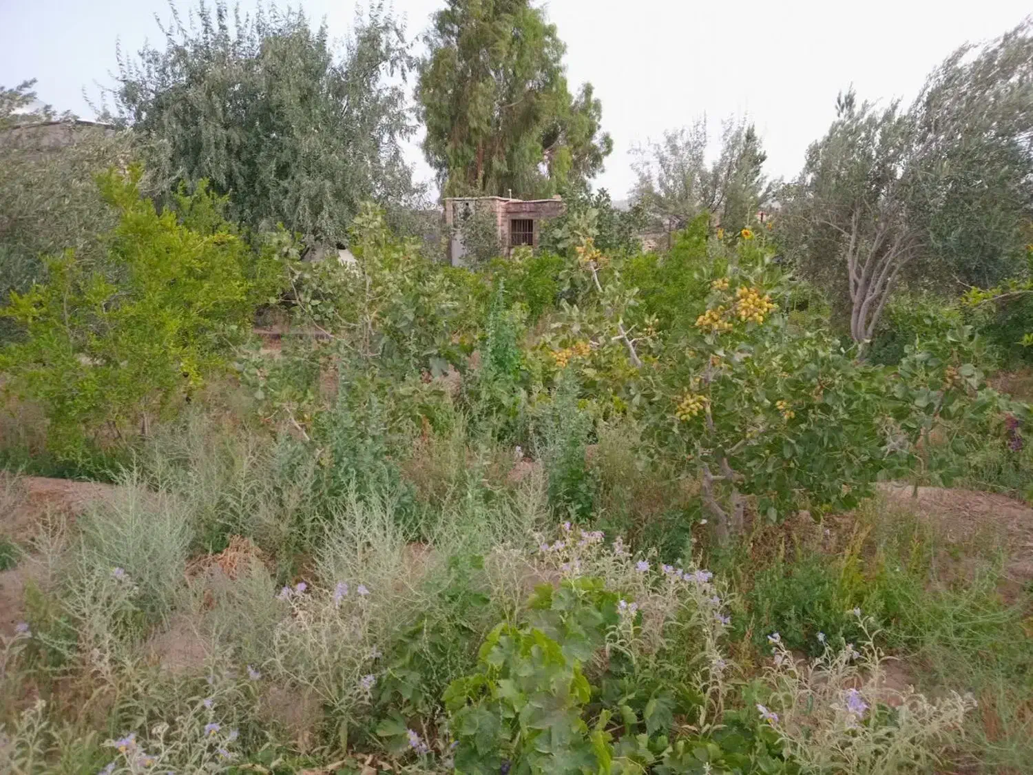 باعچه فروشی|فروش دفتر صنعتی، کشاورزی، تجاری|قنوات, |دیوار