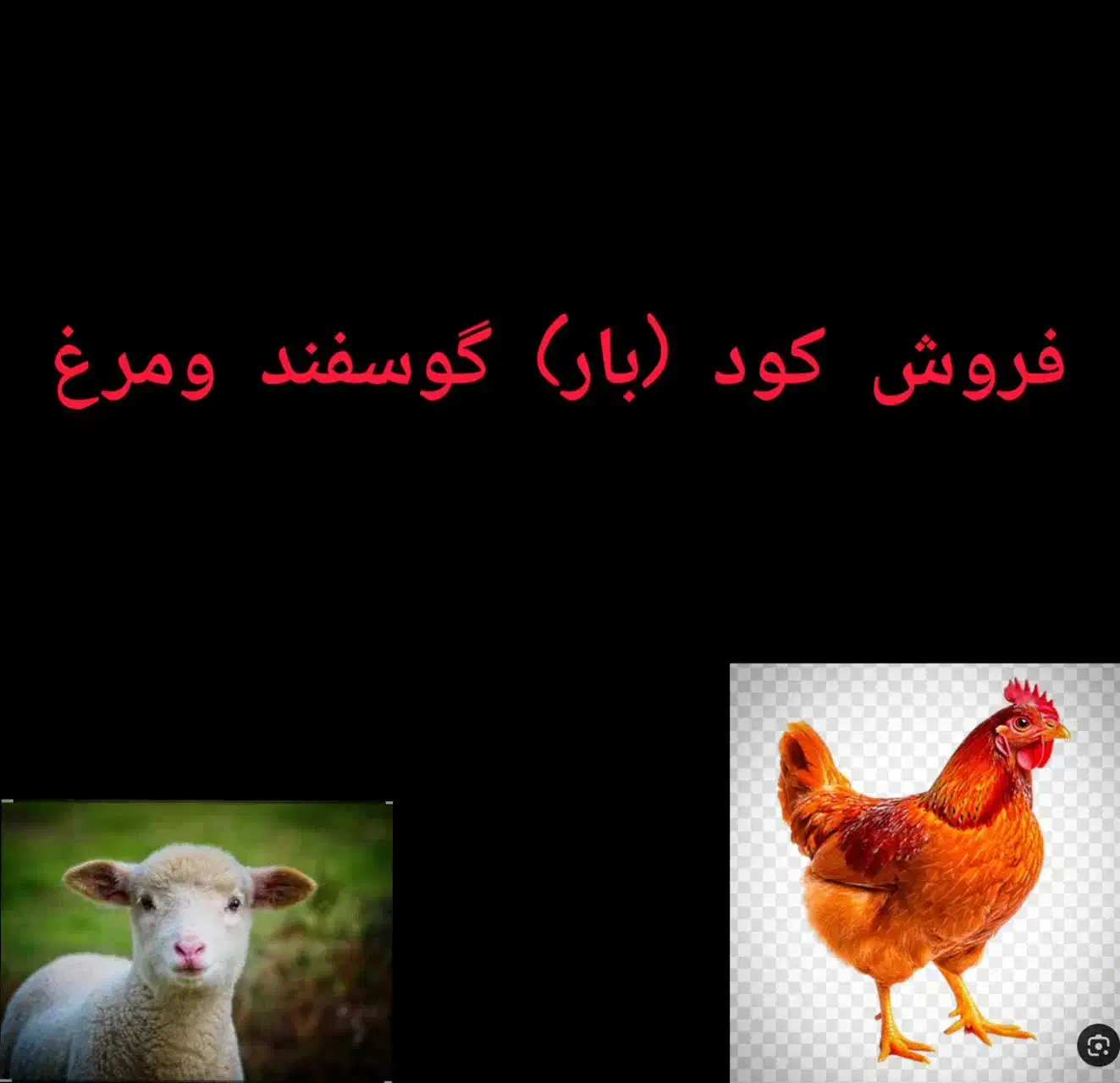 کود حیوانی|حیوانات مزرعه|بافق, |دیوار