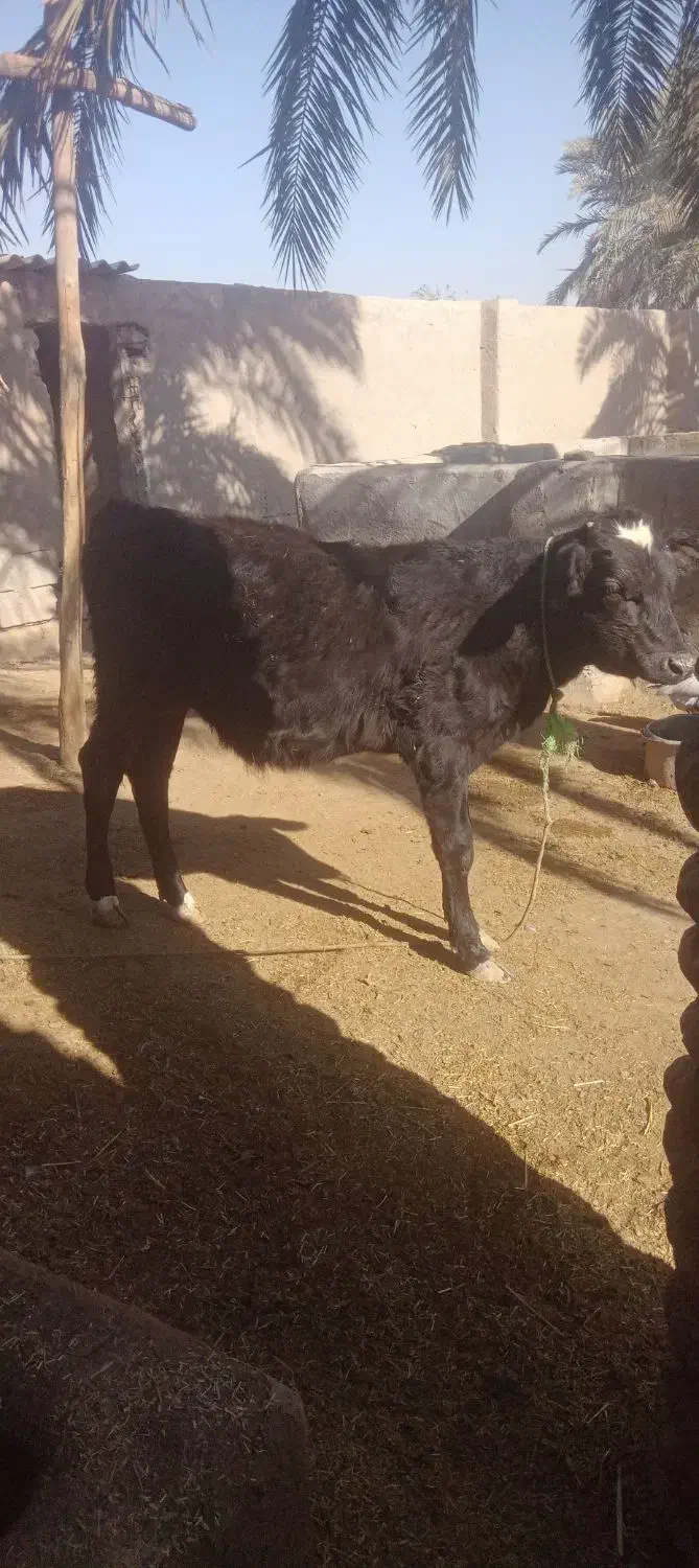 شادگان|حیوانات مزرعه|شادگان, |دیوار