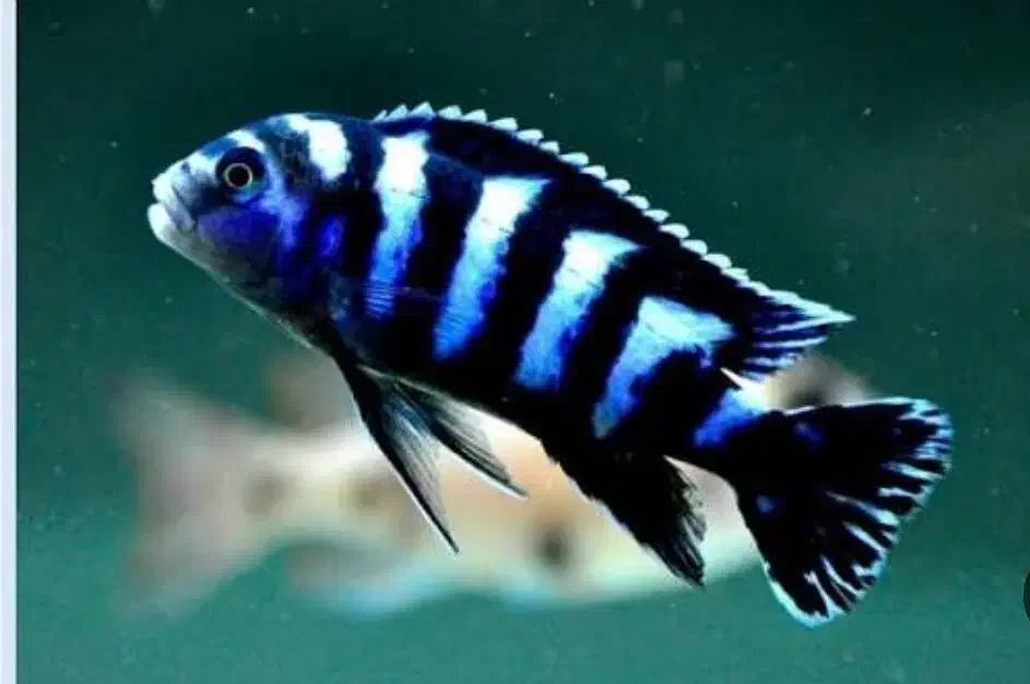 سیچلاید دماسونی مولد ۱۸۰تومان|ماهی|مشهد, بهاران|دیوار