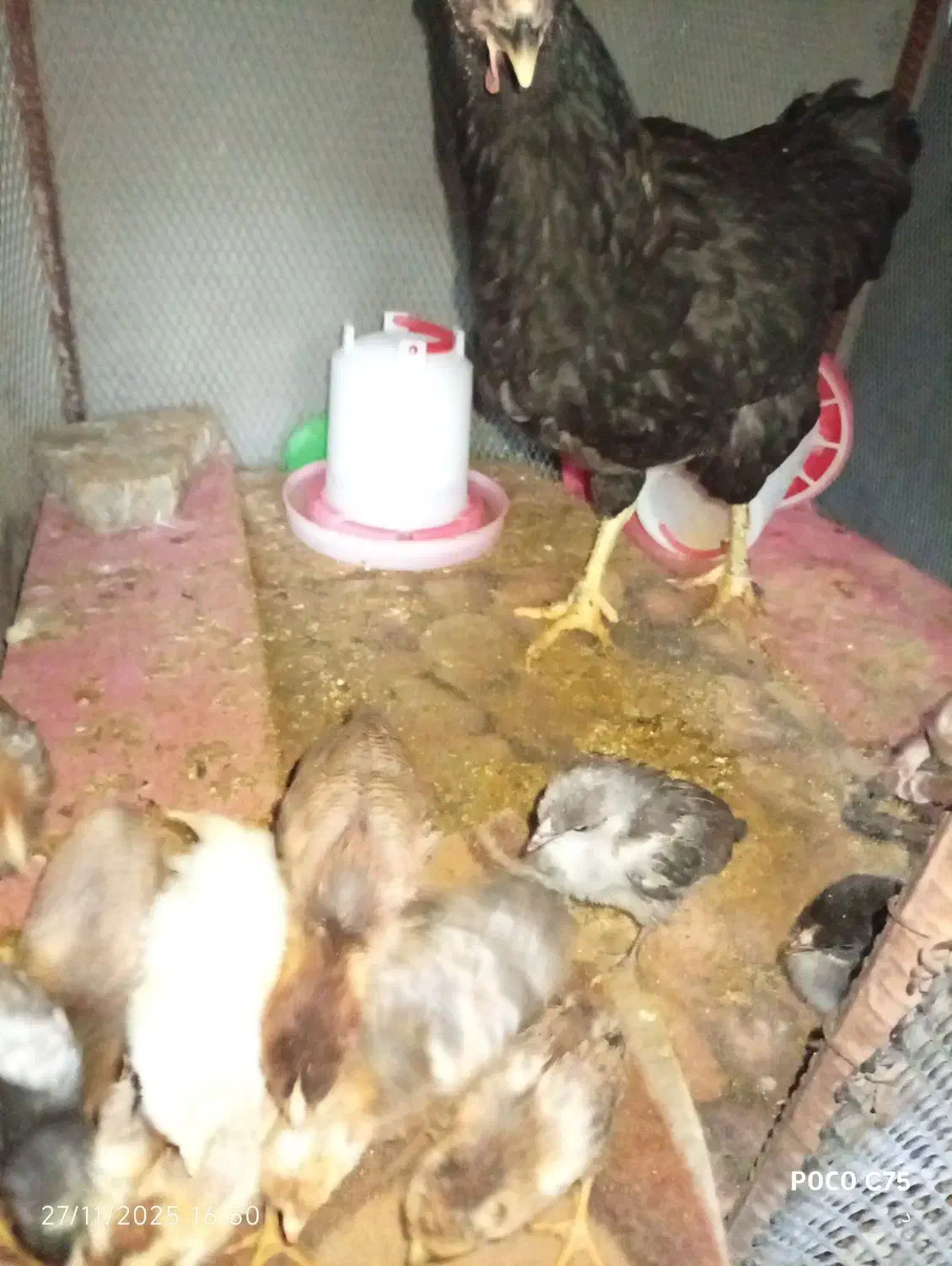 مرغ و جوجه هاش|حیوانات مزرعه|آبدانان, |دیوار