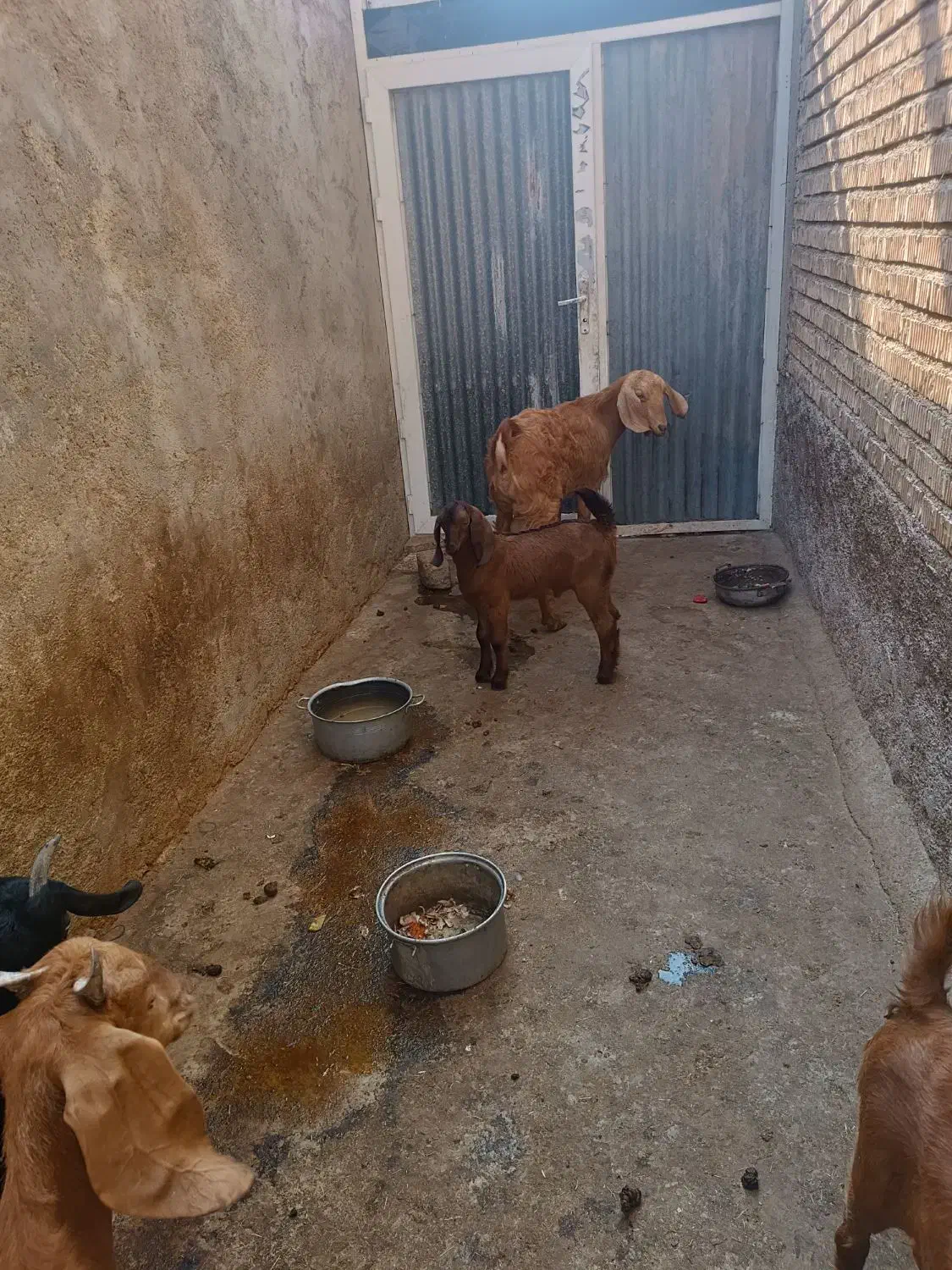 بز  وکهره اش|حیوانات مزرعه|خورموج, |دیوار