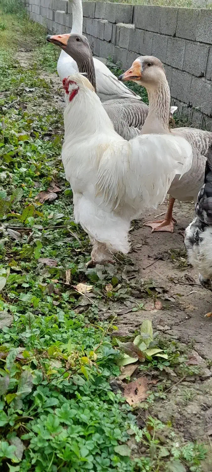 خروس سلطان زینتی|حیوانات مزرعه|سنگر, |دیوار