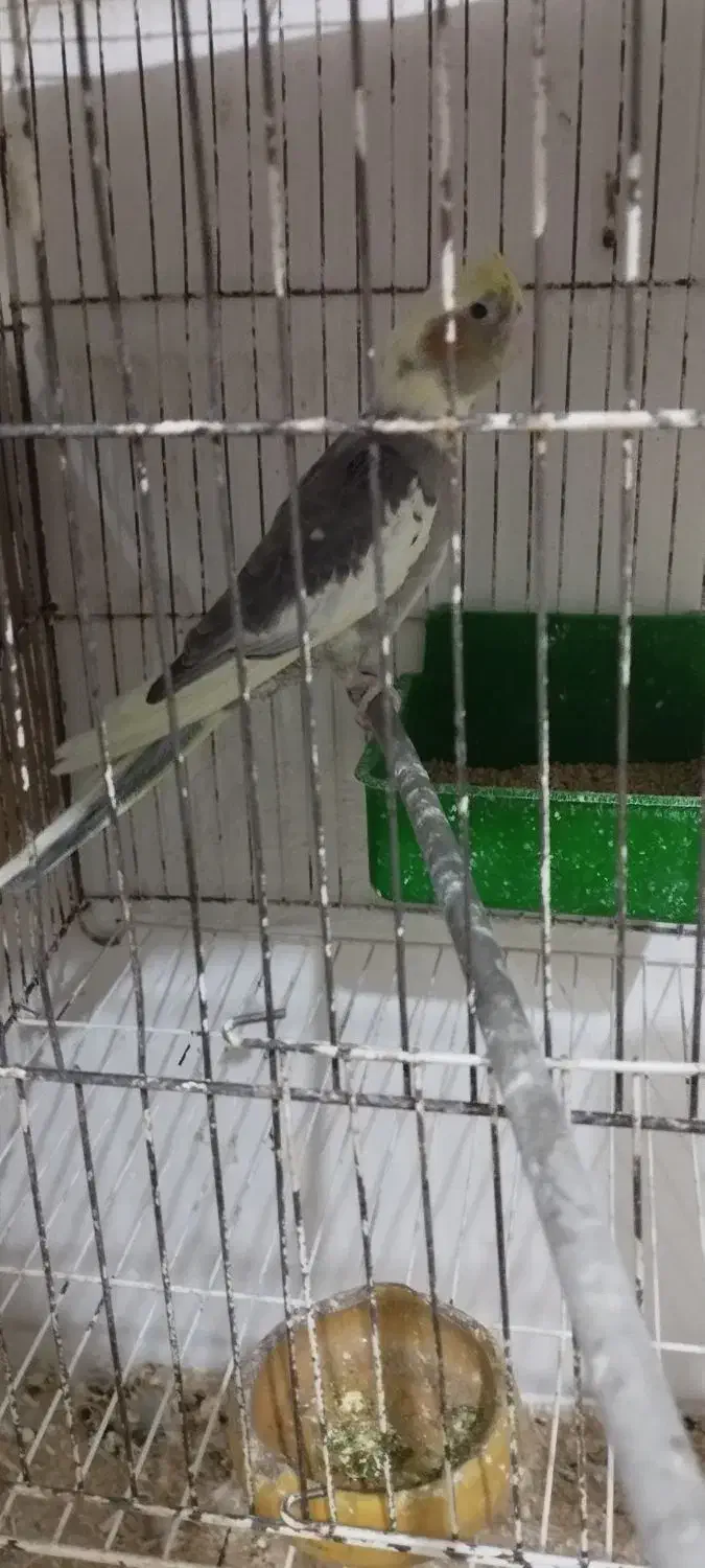 جوجه عروس هلندی و مولد|پرنده|مشهد, گلبرگ|دیوار