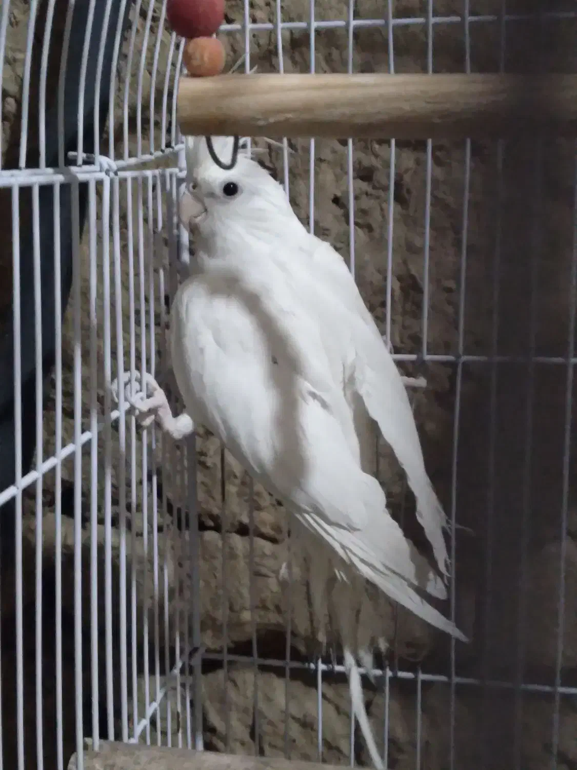 عروس هلندی البینو|پرنده|بهاباد, |دیوار