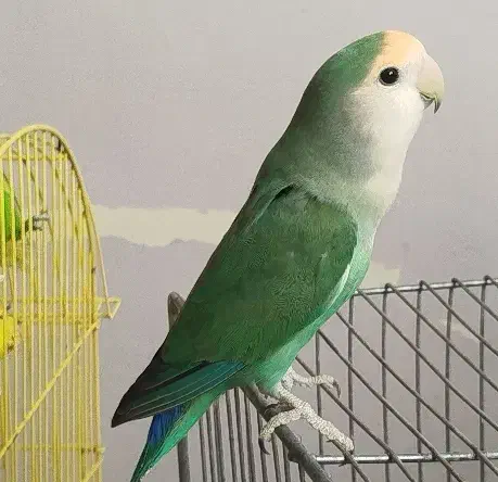 کوتوله جفت|پرنده|مشهد, شهرک مهرگان|دیوار