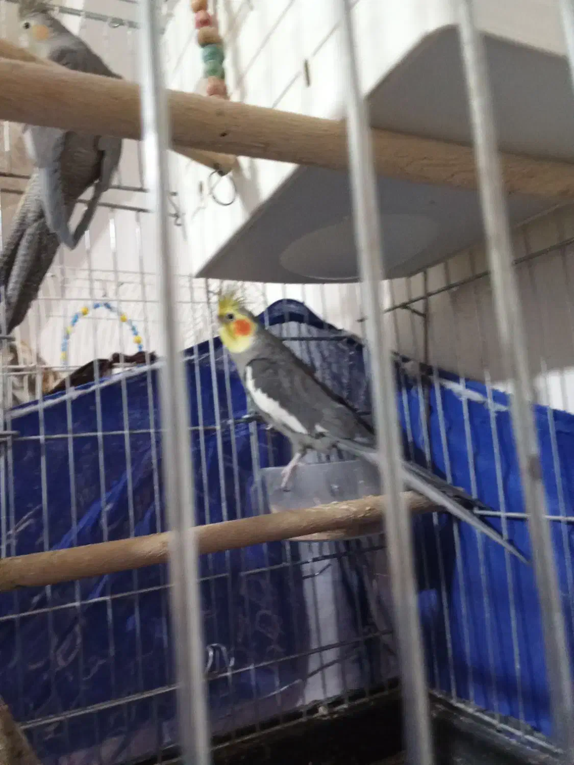 عروس هلندی جفت|پرنده|سقز, |دیوار