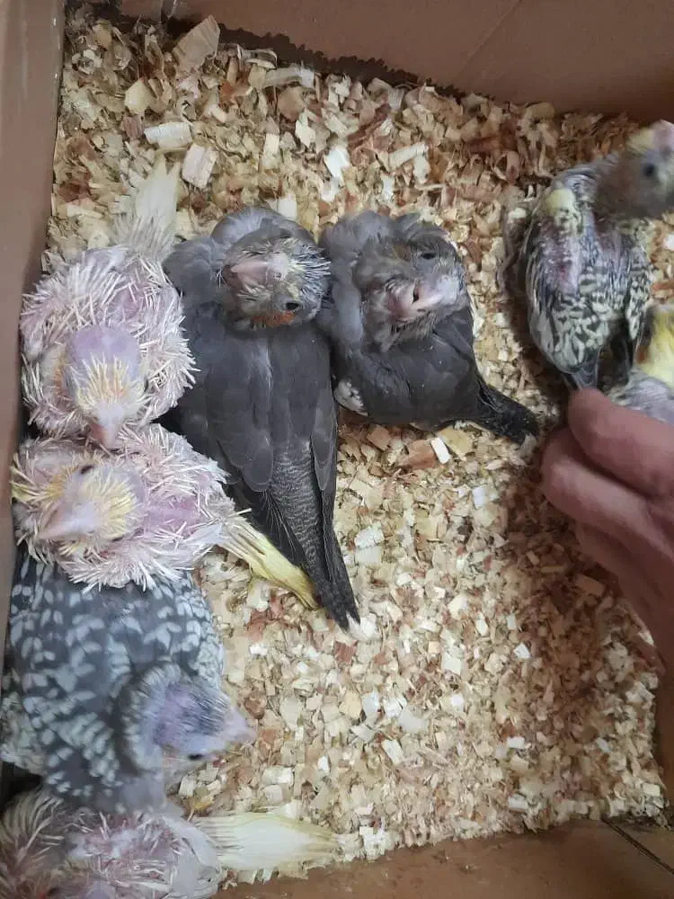 جوجه عروس هلندی سرلاکی همه رنگ|پرنده|شاهینشهر, نبوت|دیوار