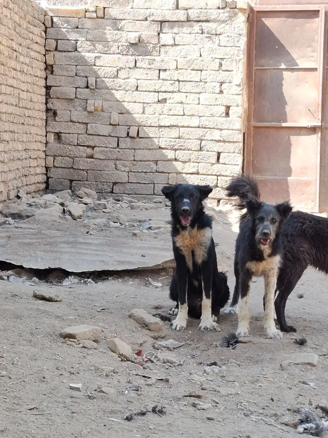 سگ قدرجونی|سگ|فلاورجان, |دیوار