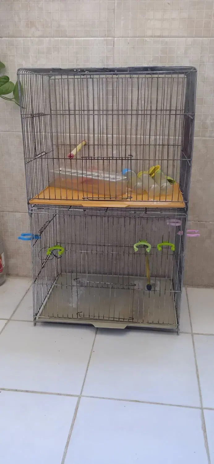 قفس پرنده|لوازم جانبی حیوانات|تهران, کیانشهر|دیوار