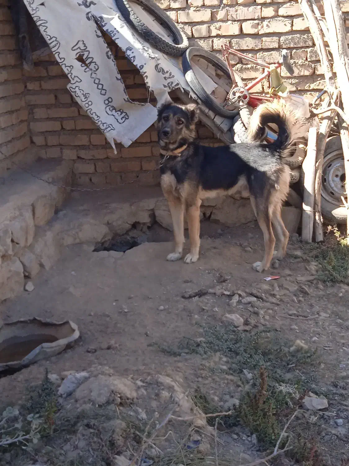 سگ جوان|سگ|بجنورد, |دیوار