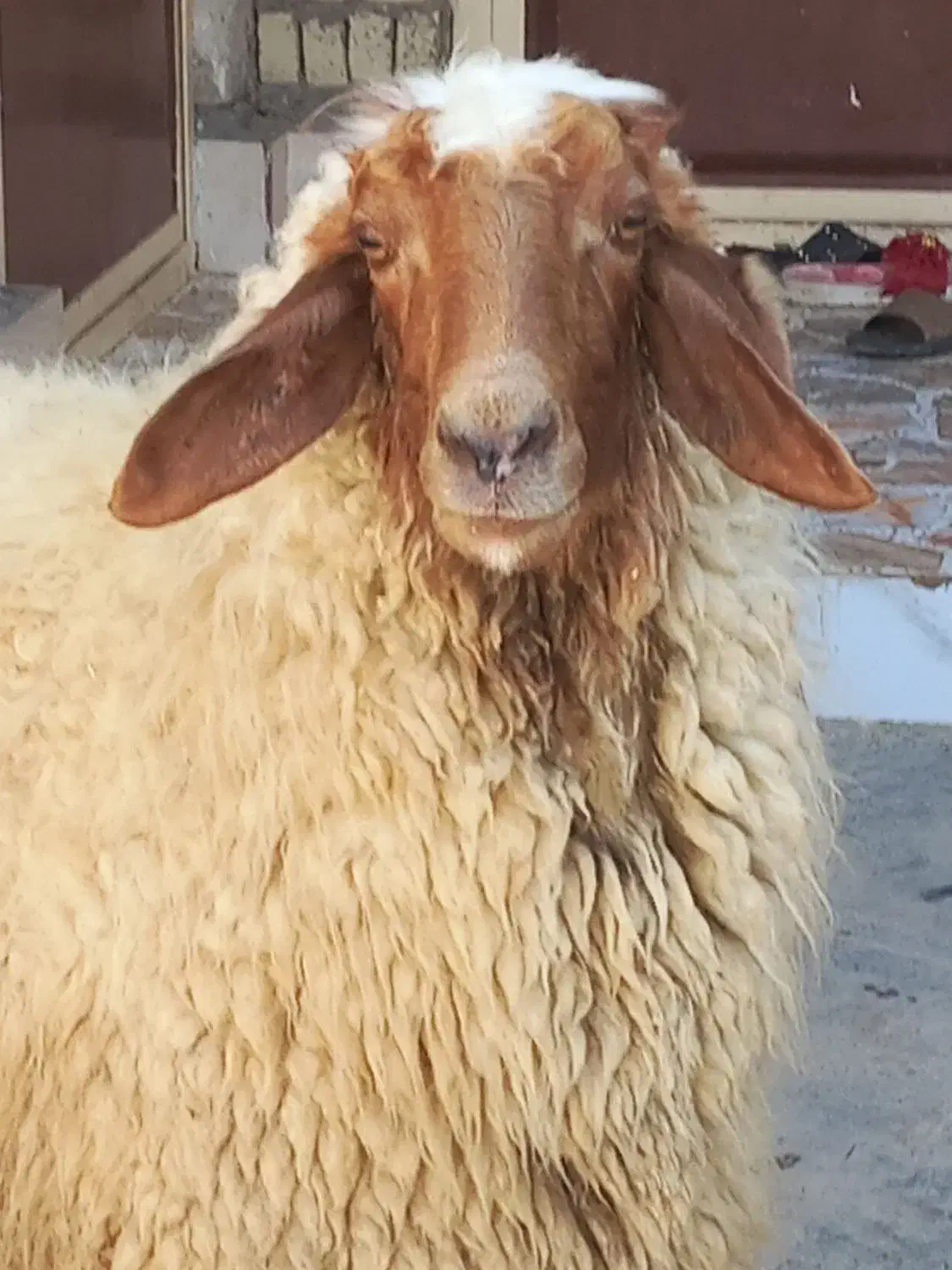 گوسفند|حیوانات مزرعه|اهواز, فتح|دیوار