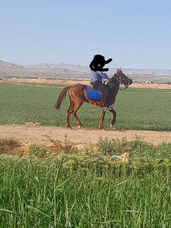 اسب یورقه|اسب و تجهیزات اسب‌سواری|مشهد, مصلی (کارمندان اول)|دیوار