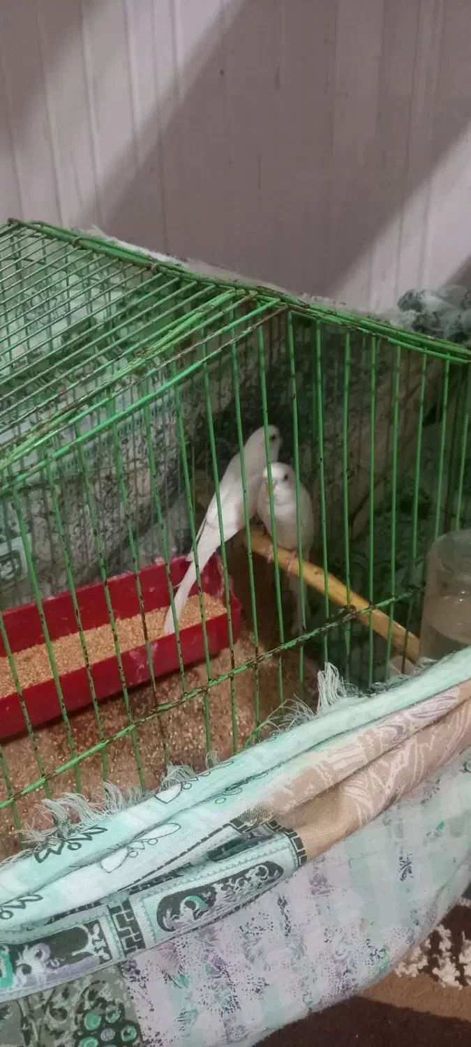 مرغ عشق|پرنده|بجنورد, |دیوار