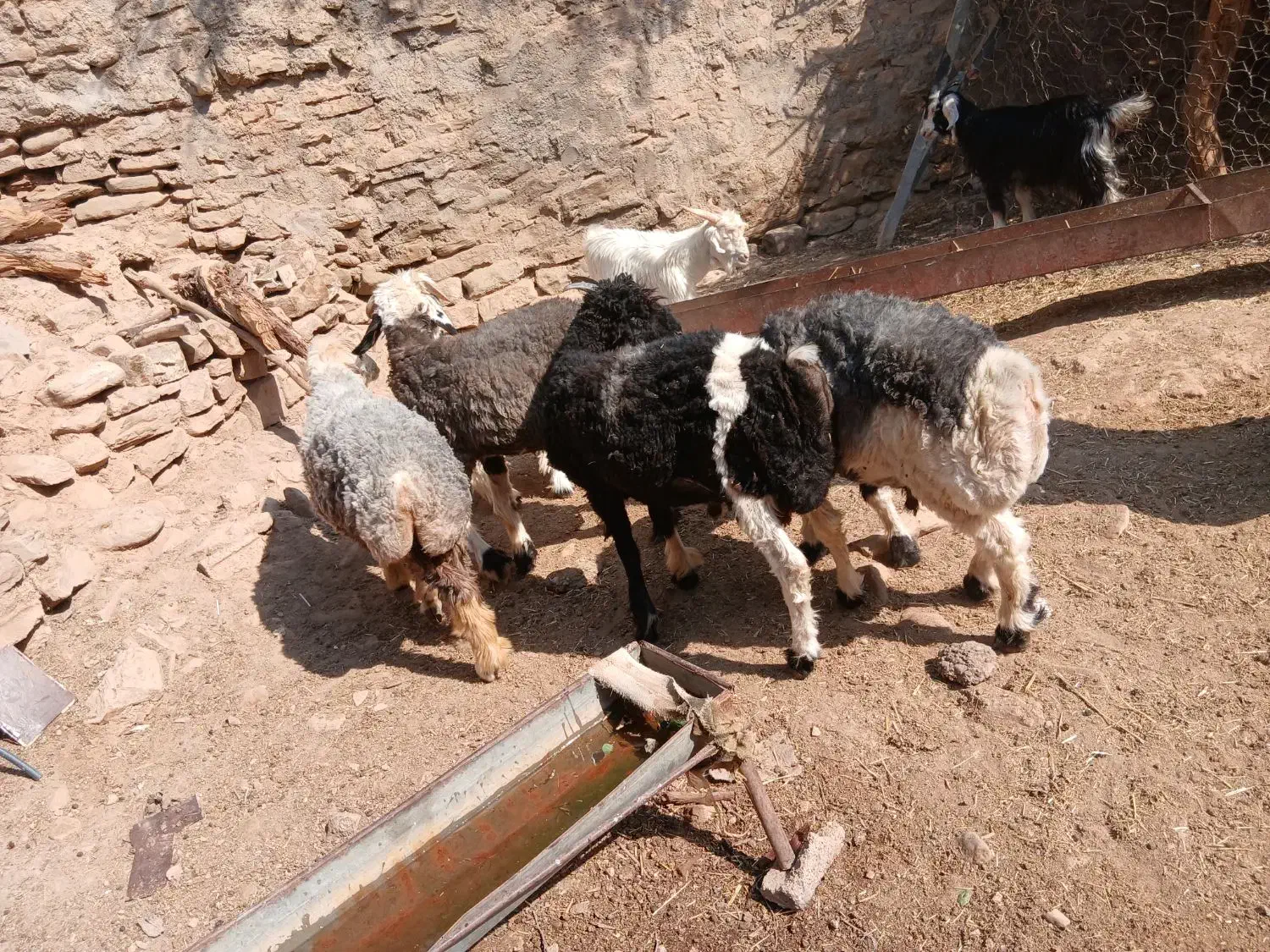 ۱۱۱|حیوانات مزرعه|مسجد سلیمان, |دیوار