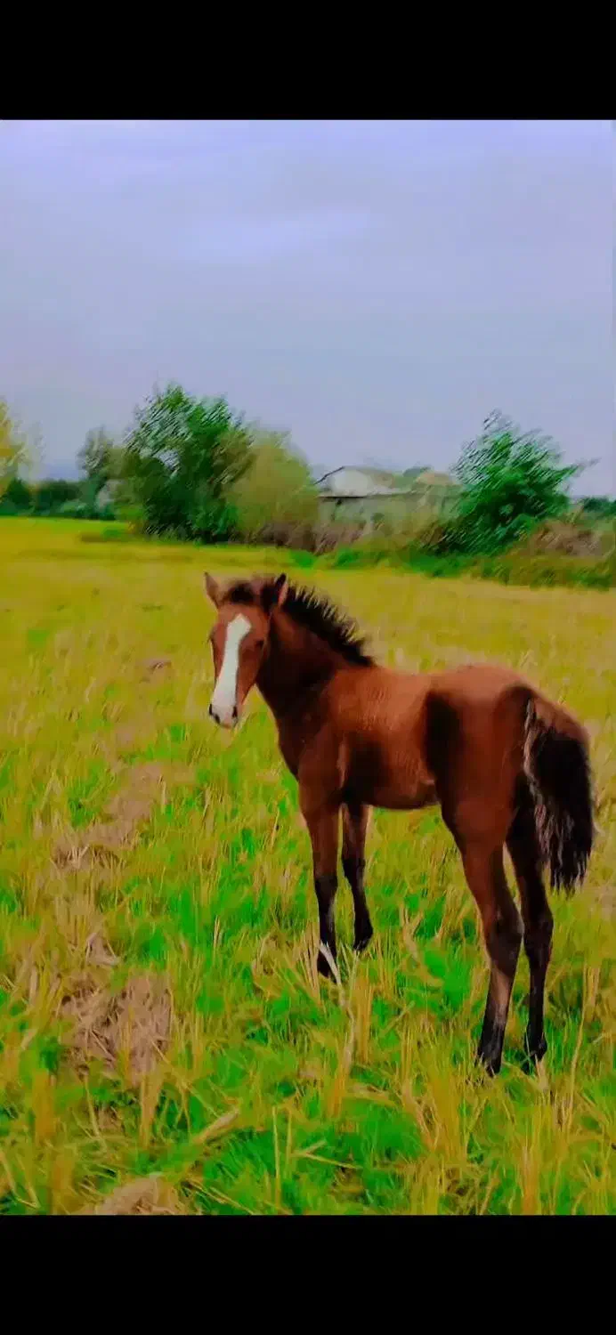 مادیان با کره|حیوانات مزرعه|خرمآباد (تنکابن), |دیوار