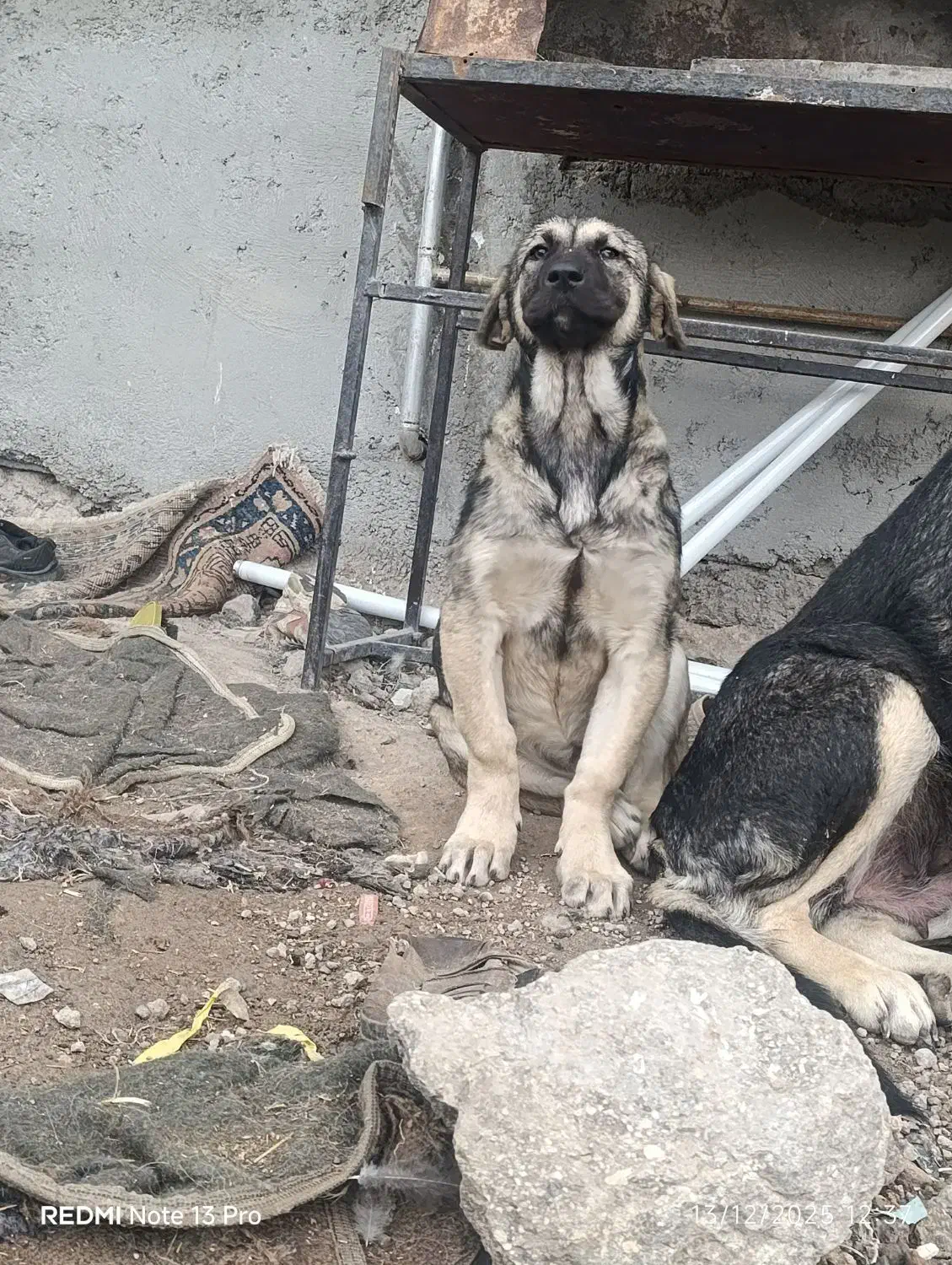 توله پژدر نروماده ۴ماهه|سگ|مشگین شهر, |دیوار