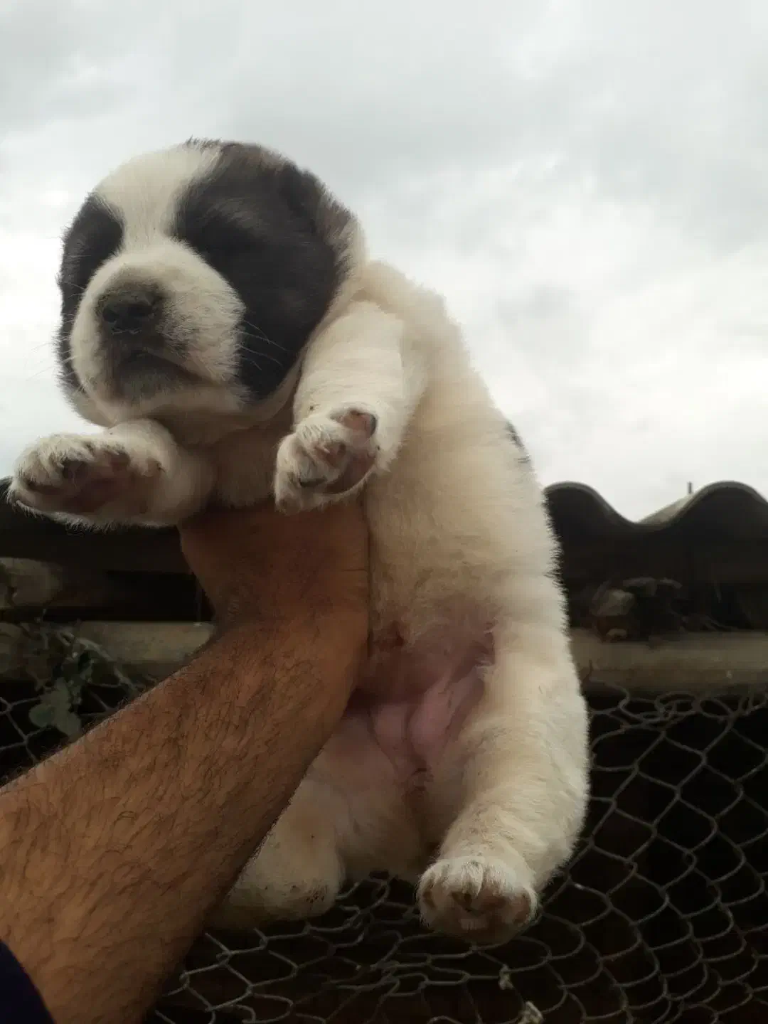 واگذاری آلابای سنگین وزن نگهبان و گله فی سه|سگ|رشت, ترمینال|دیوار