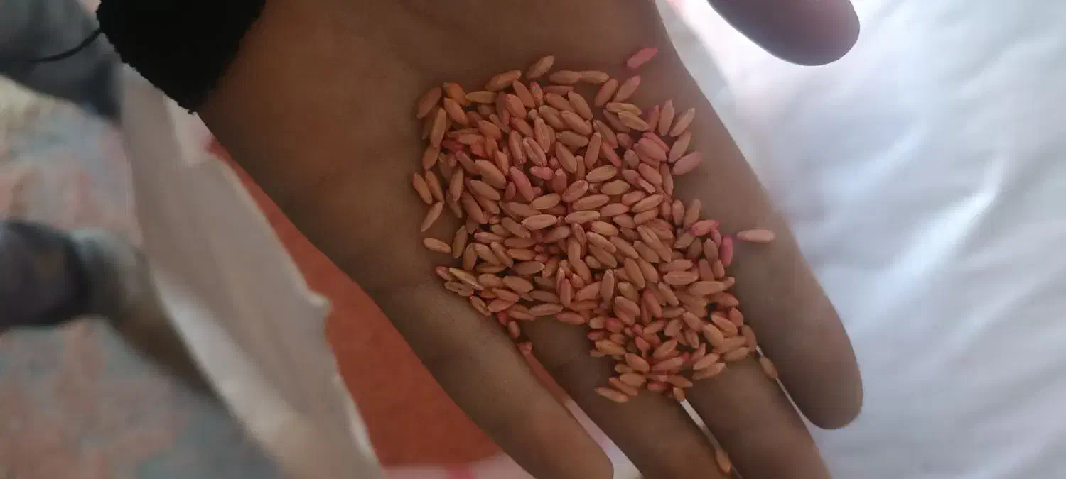 گندم بذری دیم|عمدهفروشی|سربند, |دیوار