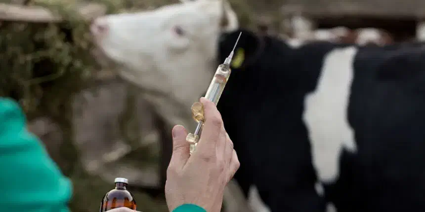 تزریق واکسن تب برفکی  هشدار به دامداران|خدمات آرایشگری و زیبایی|تربت‌حیدریه, حاجی یار‎|دیوار