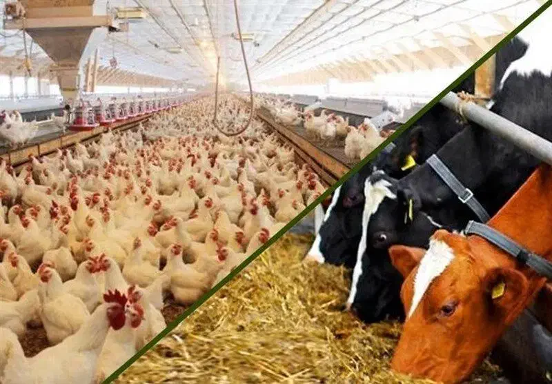 جیره نویسی تخصصی دام و طیور  توسط دکتری تغذیه|حیوانات مزرعه|مراغه, |دیوار