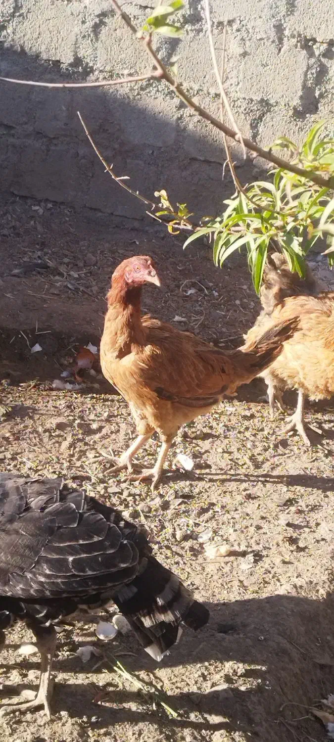 مرغ کوردی معاوضه با بوقلمون وکبوتر|حیوانات مزرعه|بوکان, |دیوار