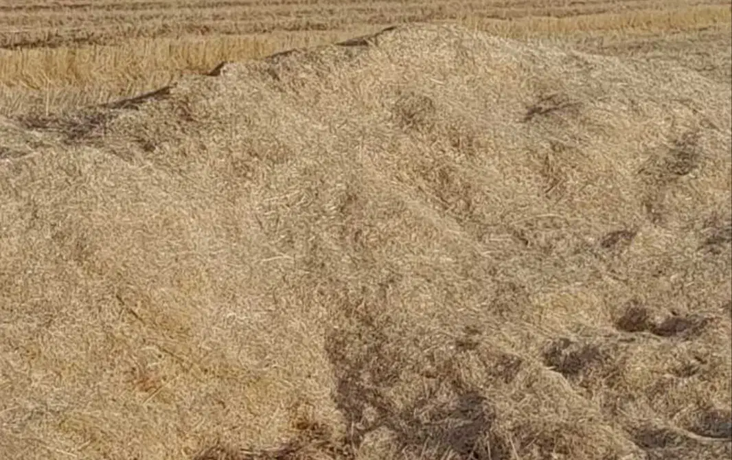 کاه|لوازم جانبی حیوانات|شهرکرد, |دیوار