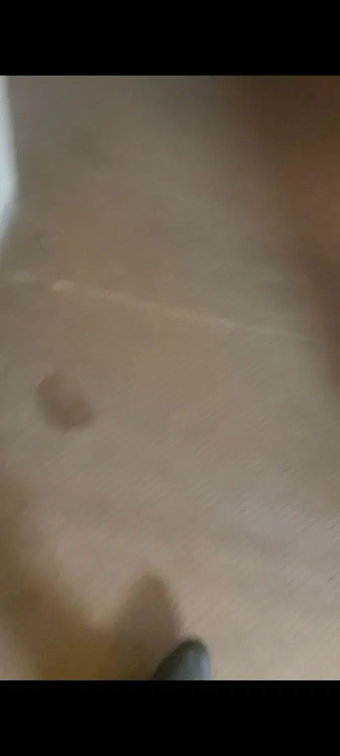 موکت|موکت|اصفهان, برازنده|دیوار