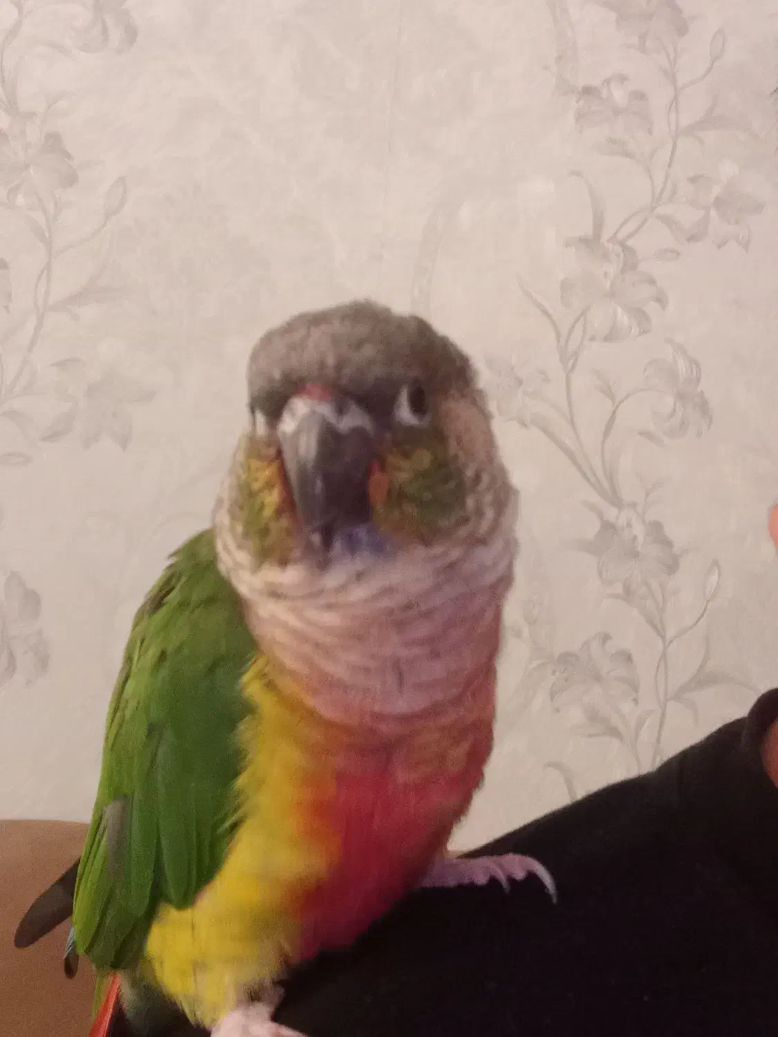 گرینچیک نر|پرنده|تهران, خزانه|دیوار