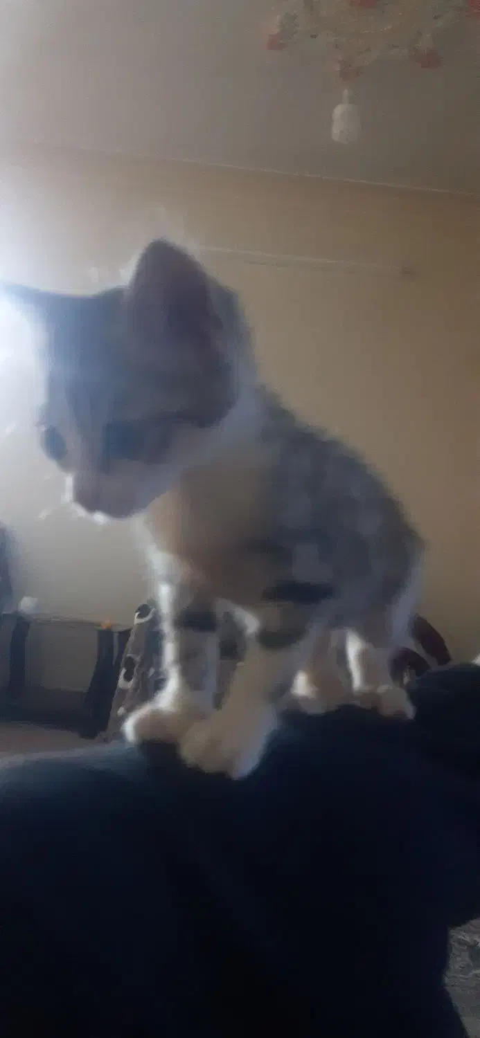 واگذاری بچه گربه|گربه|اردبیل, |دیوار