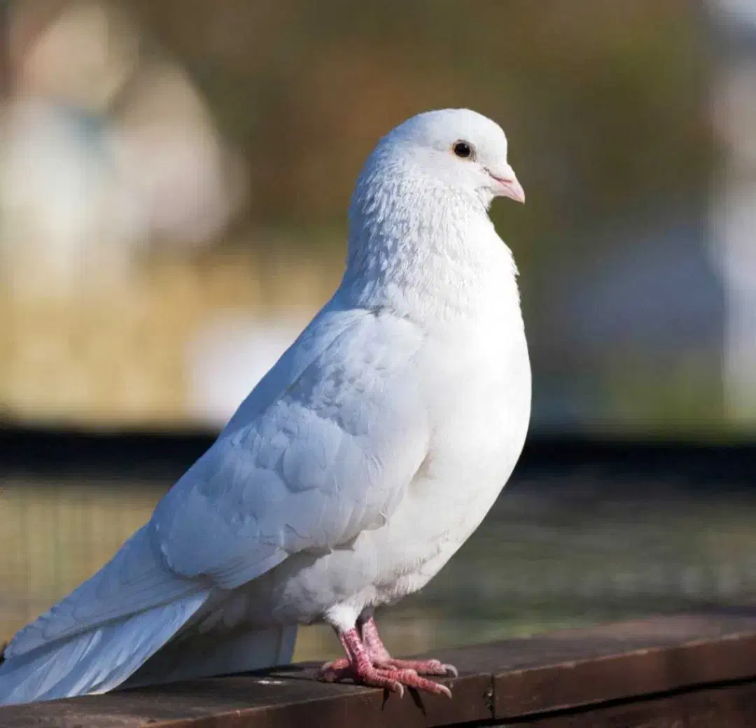 کبوتر|پرنده|سلماس, |دیوار