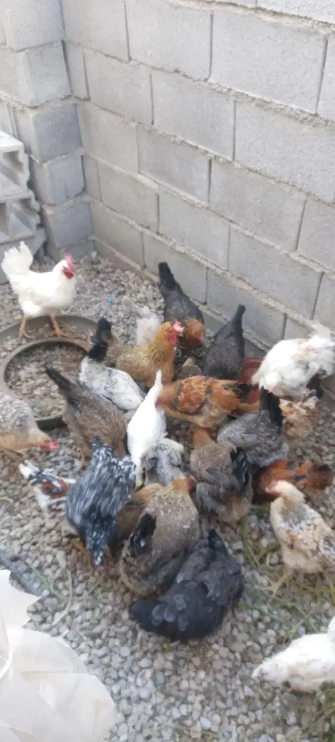 مرغ محلی|حیوانات مزرعه|سی‌سخت, |دیوار