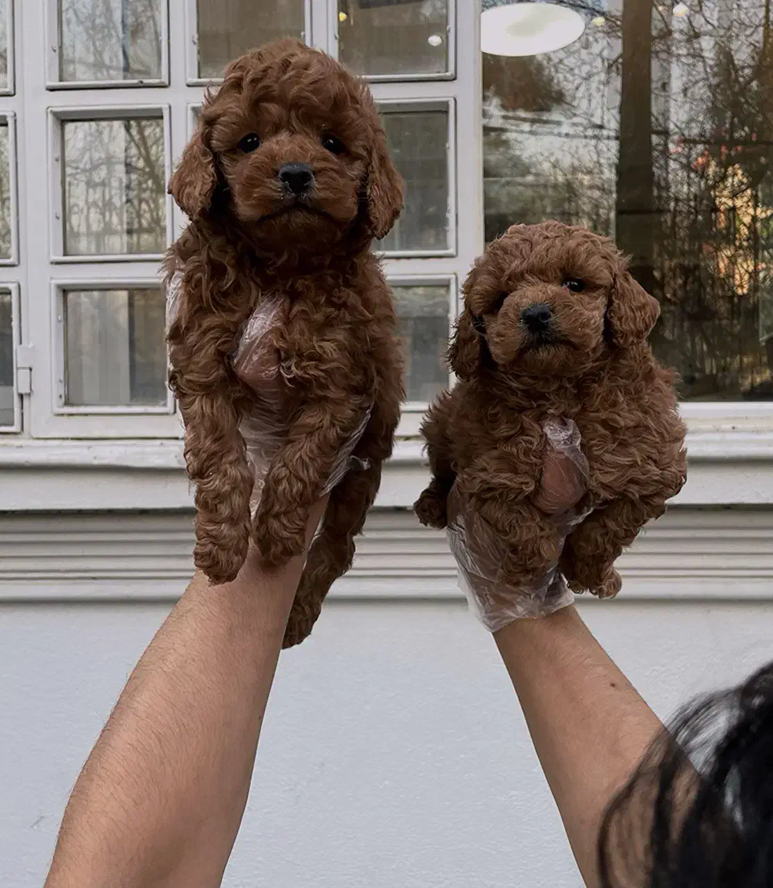 توی و تاینی پودل|سگ|تهران, زعفرانیه|دیوار