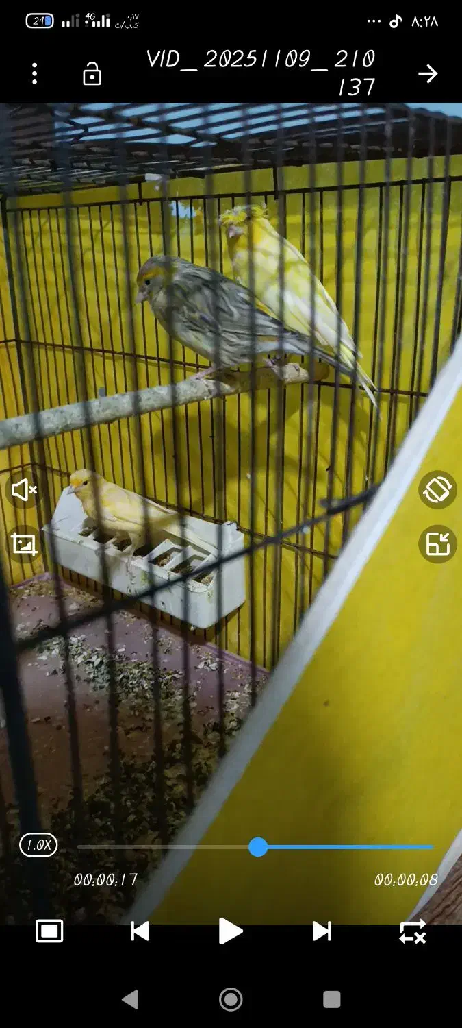 فروش فوری تعدادی قناری|پرنده|پاسارگاد, |دیوار