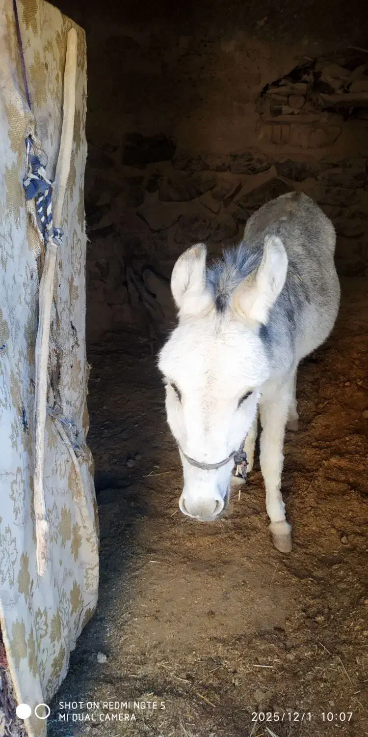 فروش خر الاغ|حیوانات مزرعه|مود, |دیوار