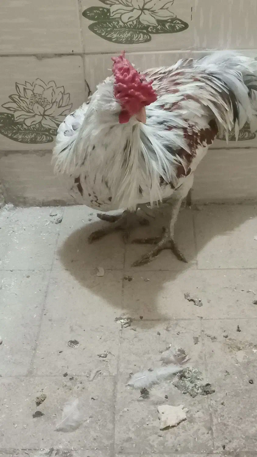 خروس|حیوانات مزرعه|خمینی‌شهر, |دیوار