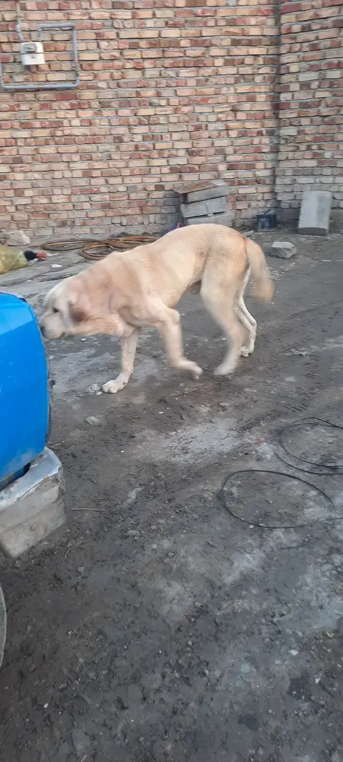 سگ پژدر عراقی|سگ|نوشین شهر, |دیوار