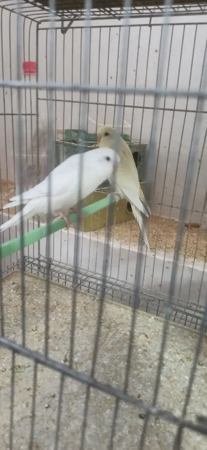 مرغ عشق چشم قرمز نر|پرنده|شهرکرد, |دیوار