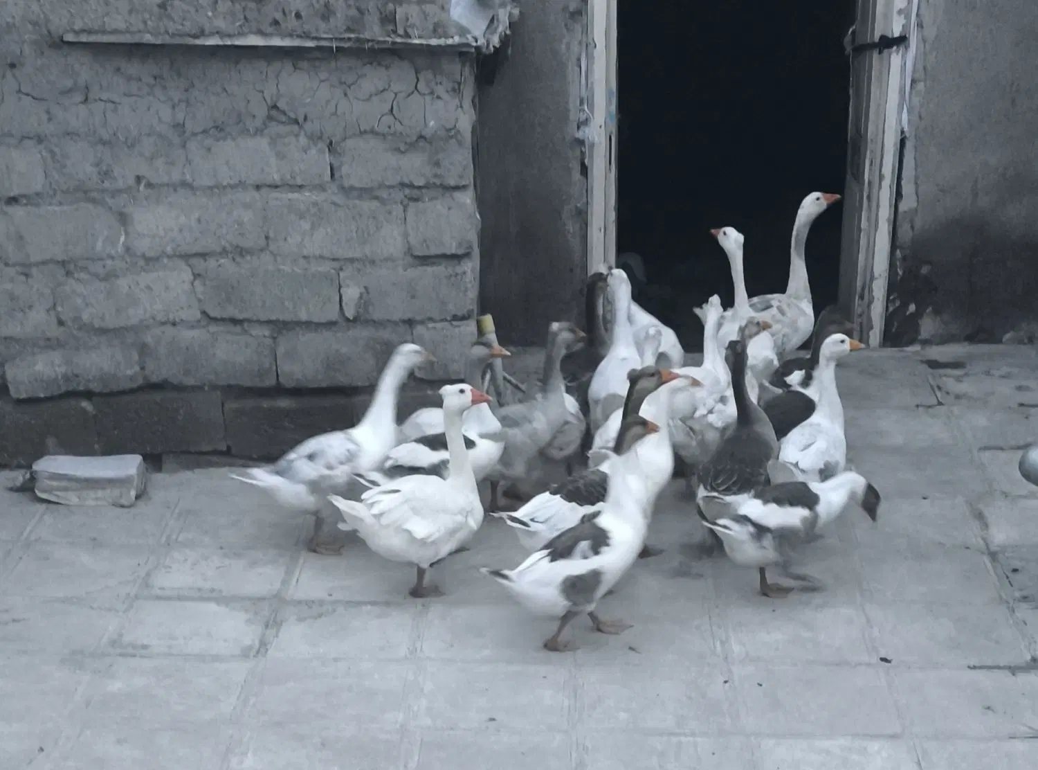 غاز|حیوانات مزرعه|نمین, |دیوار