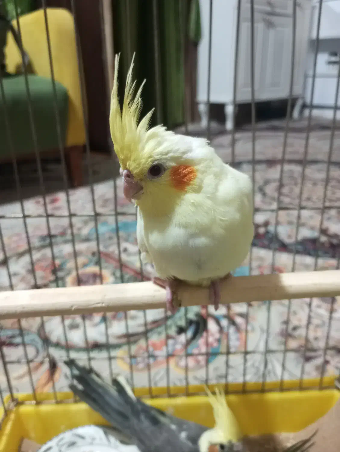 جوجه عروس هلندی|پرنده|تربت‌حیدریه, کلاته توکلی|دیوار