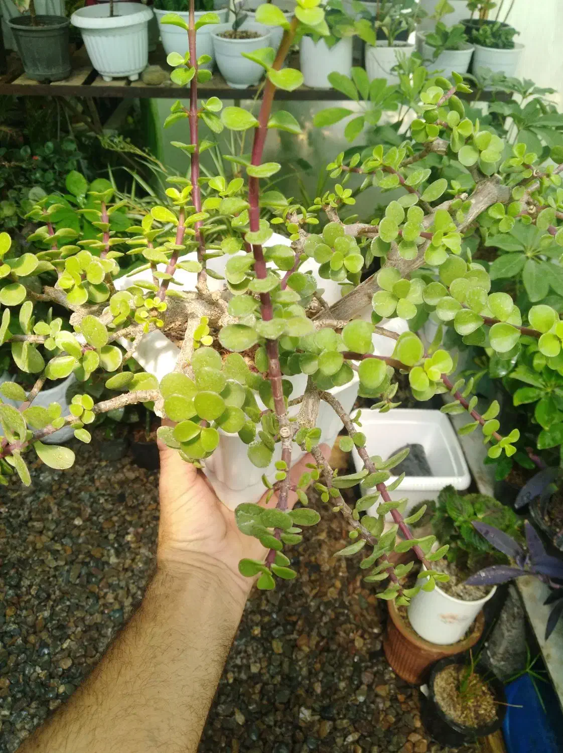 بنسای خرفه|گل و گیاه طبیعی|نیشابور, مازول|دیوار